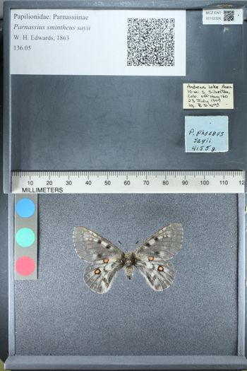 Media type: image;   Entomology 152326